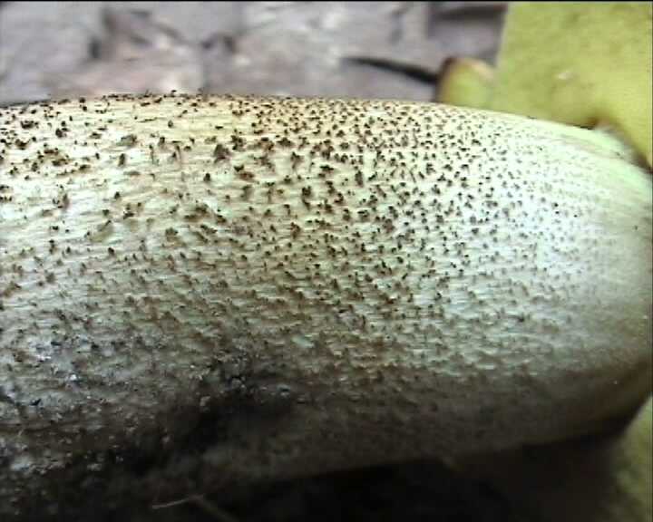 Leccinum crocipodium  (letellier)  Watling